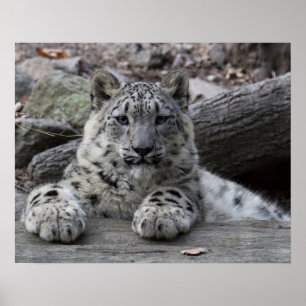 Affiche Snow Leopard Cub assis