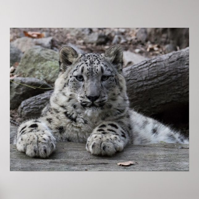 Affiche Snow Leopard Cub assis (Devant)