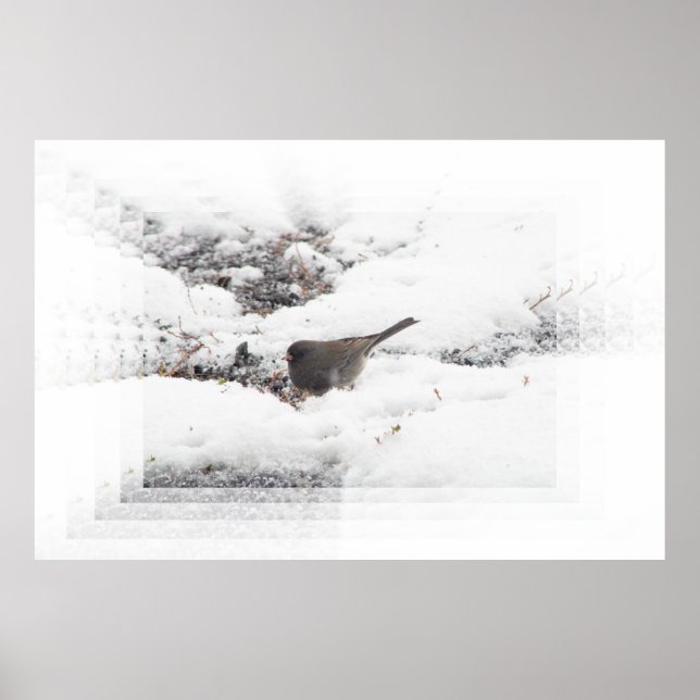 Affiche Snowbird 01 (Devant)