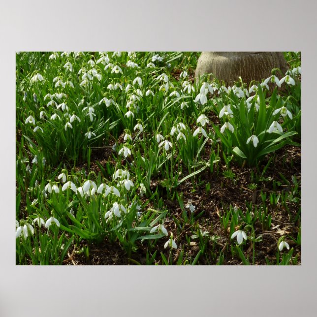 Affiche Snowdrops (Devant)