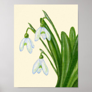 Affiche Snowdrops d'impression artistique.