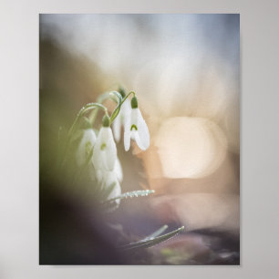 Affiche Snowdrops Nature Photo