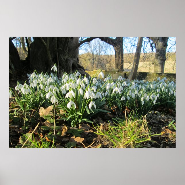 Affiche Snowdrops Under an English Yew Tree - Personnalisé (Devant)