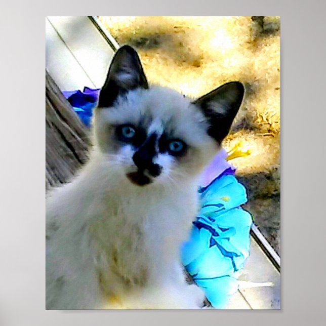 Affiche Snowshoe Cat (Devant)