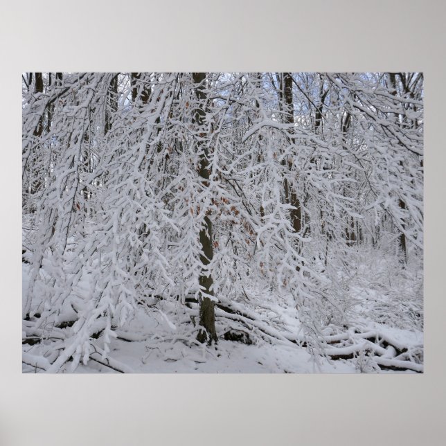 Affiche Snowy Birch Tree Canopy (Devant)