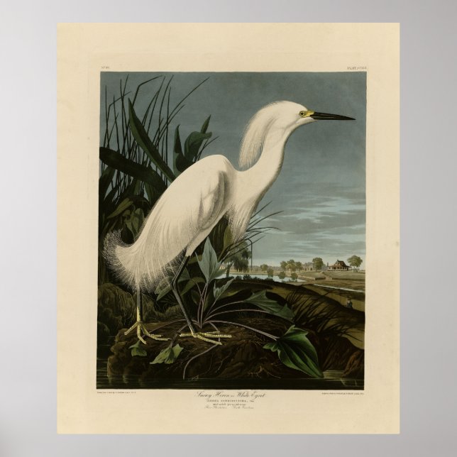 Affiche Snowy Heron (Egret) - Audubon's Birds of America (Devant)