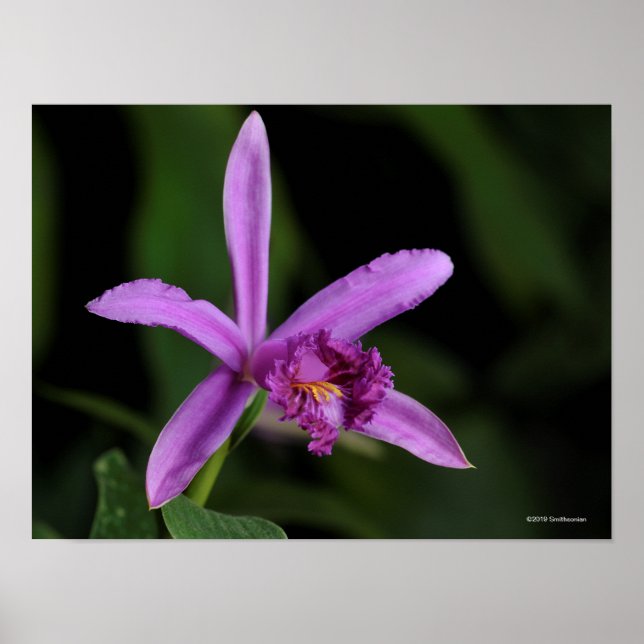 Affiche Sobralia Bouchei (Devant)