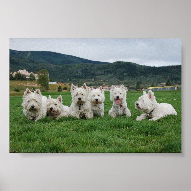 Affiche Soccer Westies (Devant)