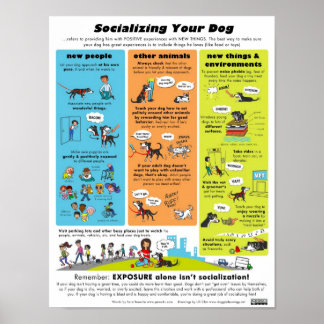 Affiche Socialiser votre chien
