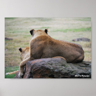 Affiche Sœurs de la savane
