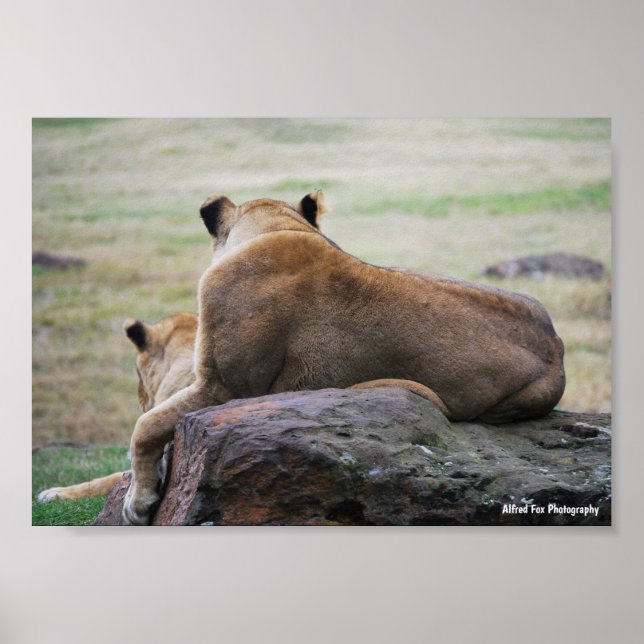 Affiche Sœurs de la savane (Devant)