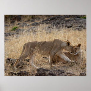 Affiche Soeurs Lioness - Massai Mara Safari Wildlife Post