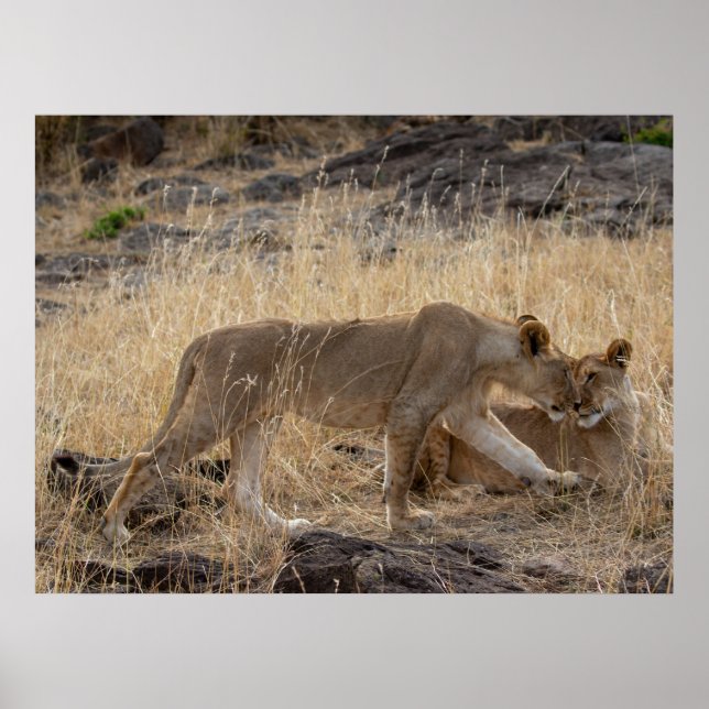 Affiche Soeurs Lioness - Massai Mara Safari Wildlife Post (Devant)