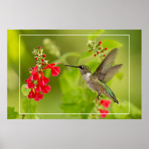 Affiche Soft Green Summer