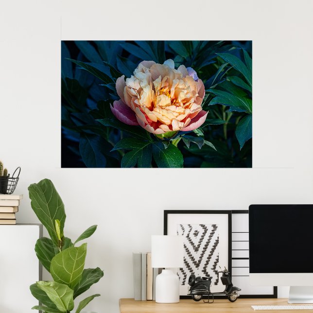 Affiche Soft Splendor : Peach Peony Photography (Bureau à domicile)