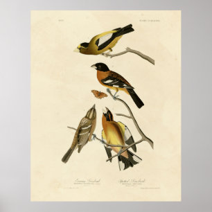 Affiche Soirée, Oiseaux tachetés de Grosbeak Audubon d'Amé