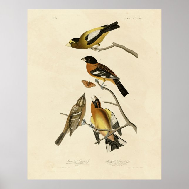 Affiche Soirée, Oiseaux tachetés de Grosbeak Audubon d'Amé (Devant)