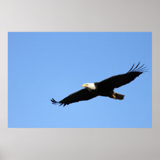 Affiche Solaire d'aigle chauve
