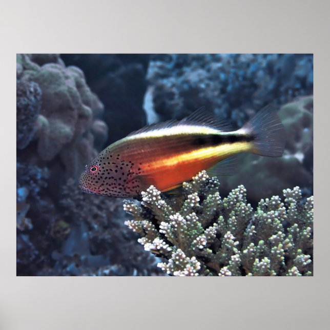 Affiche Solde (Devant)