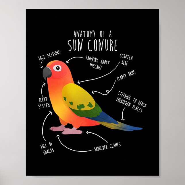 Affiche Soleil Conure Anatomie Funny Mignonne Animal Parro (Devant)