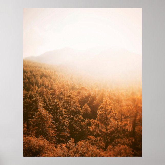 AFFICHE SOLEIL D'OR SUR UNE FORÊT (Devant)