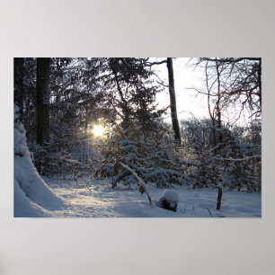 Affiche Soleil reflet à travers les arbres