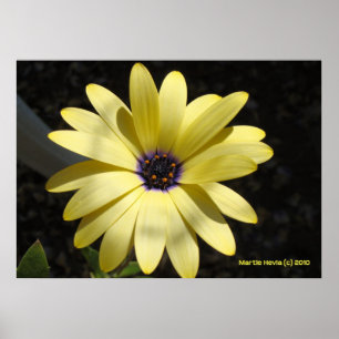 Affiche Soleil sur une marguerite jaune