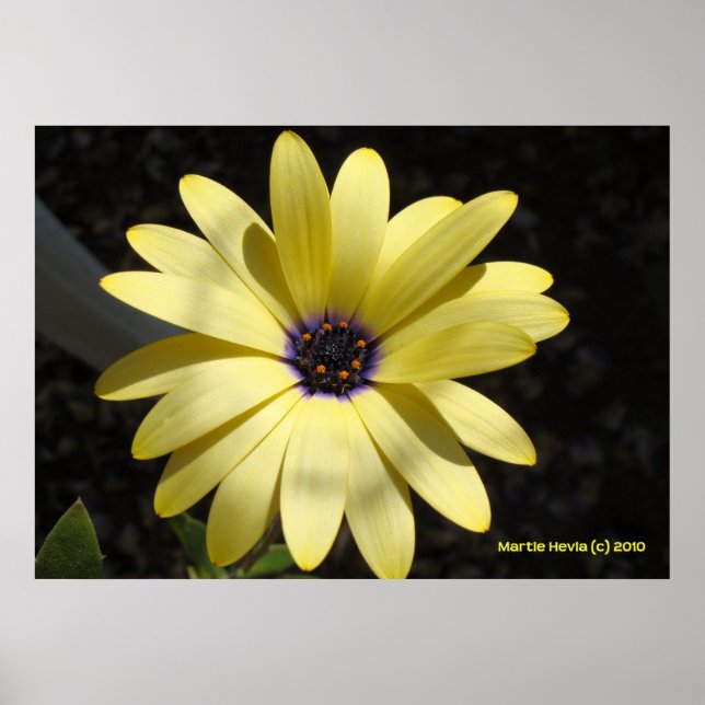 Affiche Soleil sur une marguerite jaune (Devant)