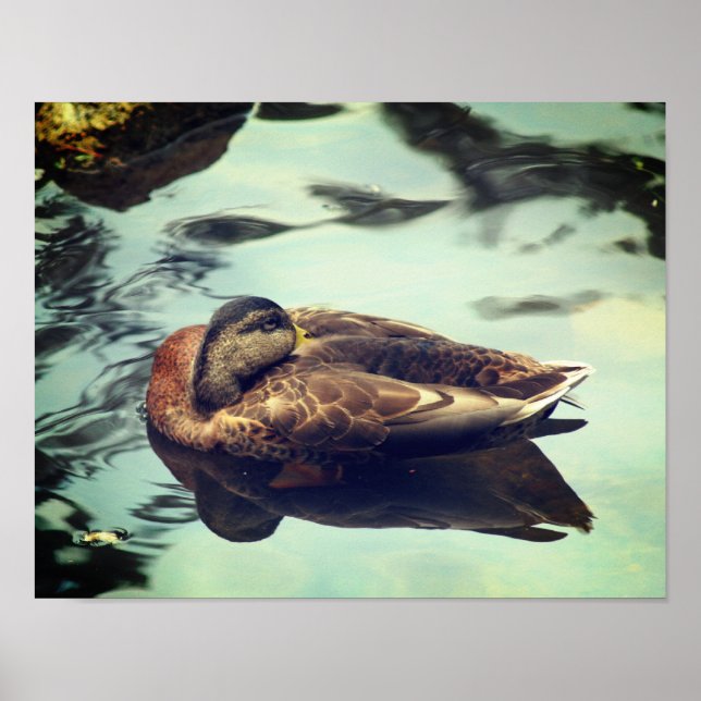 Affiche Sommeil Brown Mallard Canard Nature (Devant)