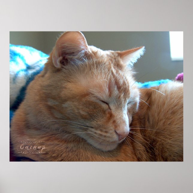 Affiche Sommeil de chat douillet (Devant)
