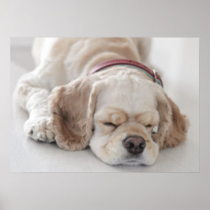 Affiche Sommeil de chien de cocker