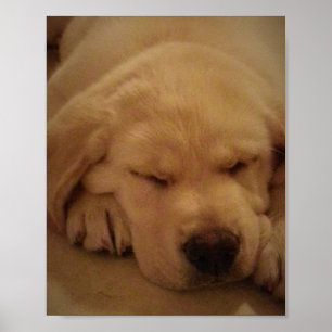 Affiche Sommeil jaune de chiot de laboratoire