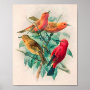 Affiche Songbirds colorés et Feuilles verts