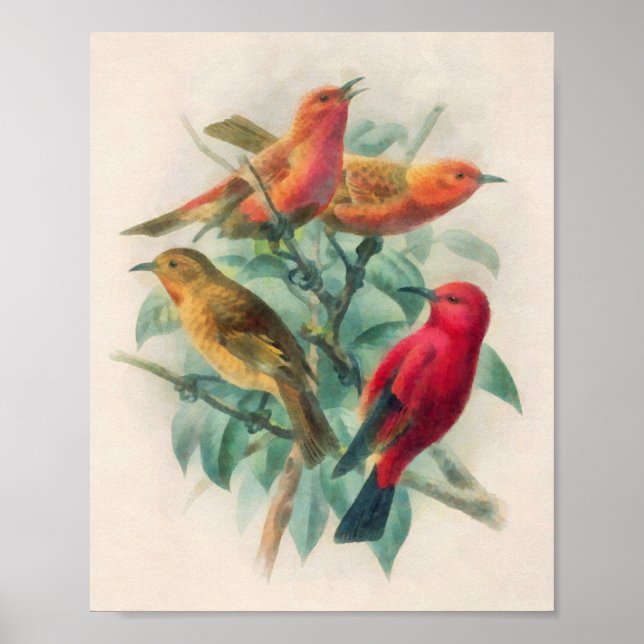 Affiche Songbirds colorés et Feuilles verts (Devant)