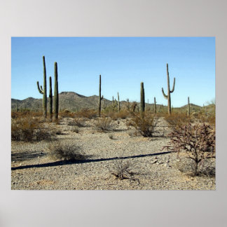 Affiche Sonoran Desert Scene 16