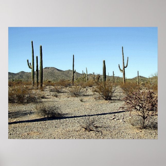 Affiche Sonoran Desert Scene 16 (Devant)