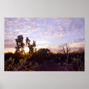Affiche Sonoran Sunset