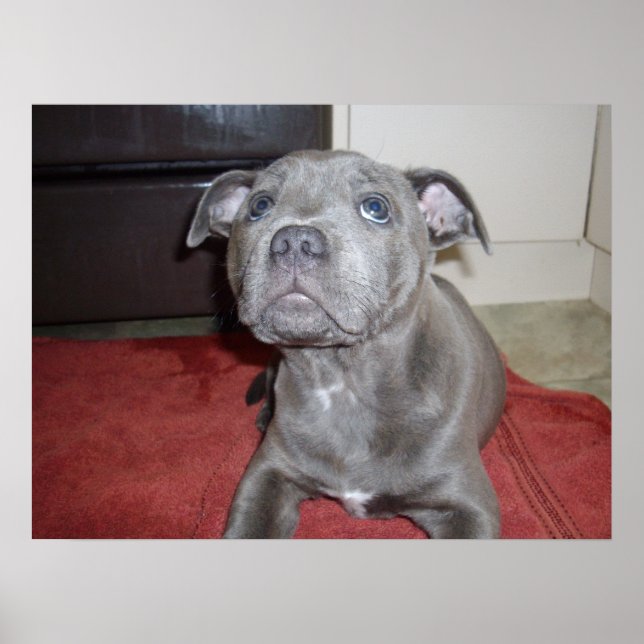Affiche Sooky Face Staffordshire Bull Terrier Puppy, (Devant)