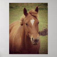 Sorrel Horse