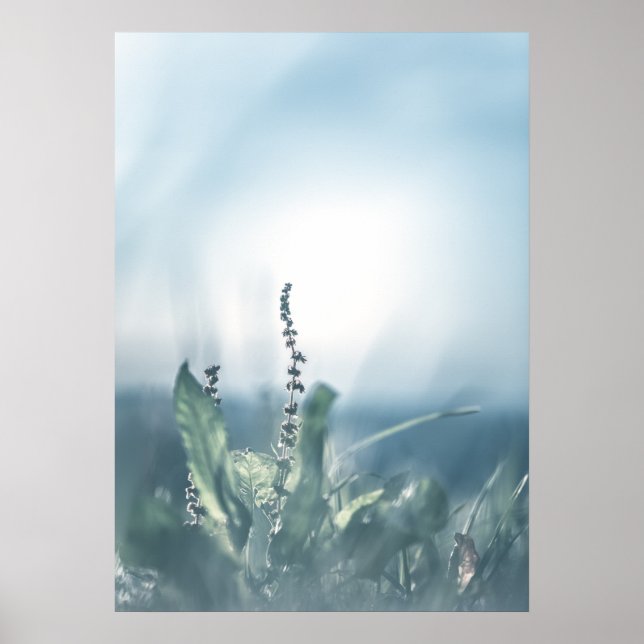 Affiche Sorrel Plant Nature Photo (Devant)