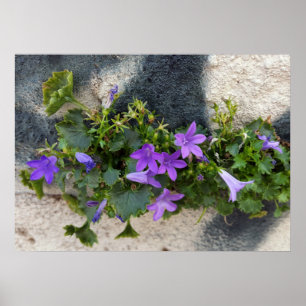 Affiche sortie de la fleur murale