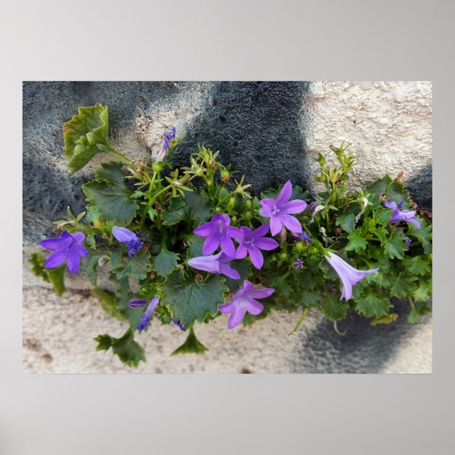 Affiche sortie de la fleur murale (Devant)