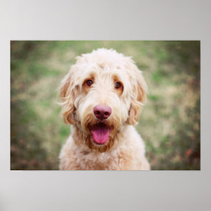 Affiche Souriant d'endoodle doré