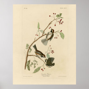 Affiche Souris canadien de Audubon's Birds of America
