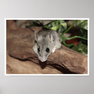 Affiche Souris Mignonne, Gris