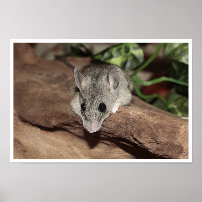 Affiche Souris Mignonne, Gris (Devant)