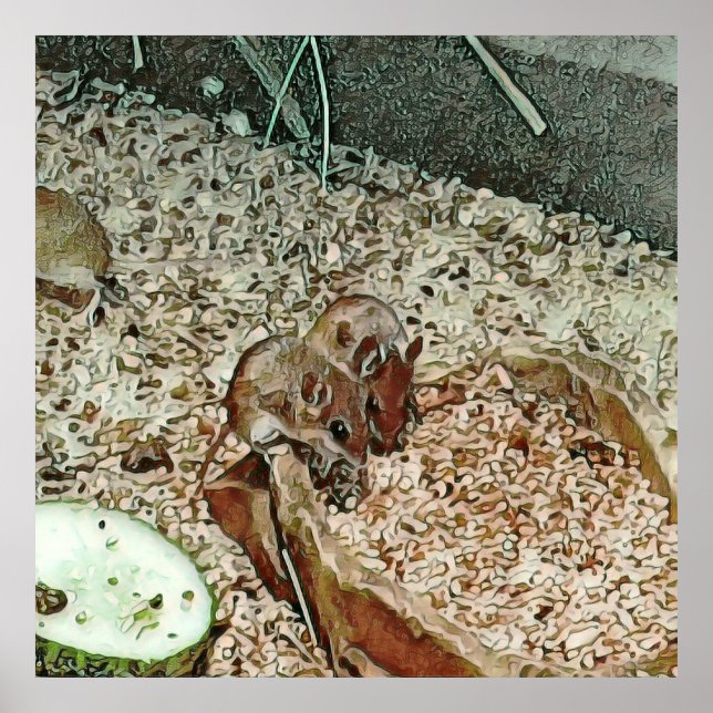 Affiche souris naine (Devant)