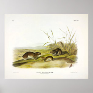 Affiche Souris-pré à joues jaunes, Taiga Vole par Audubon