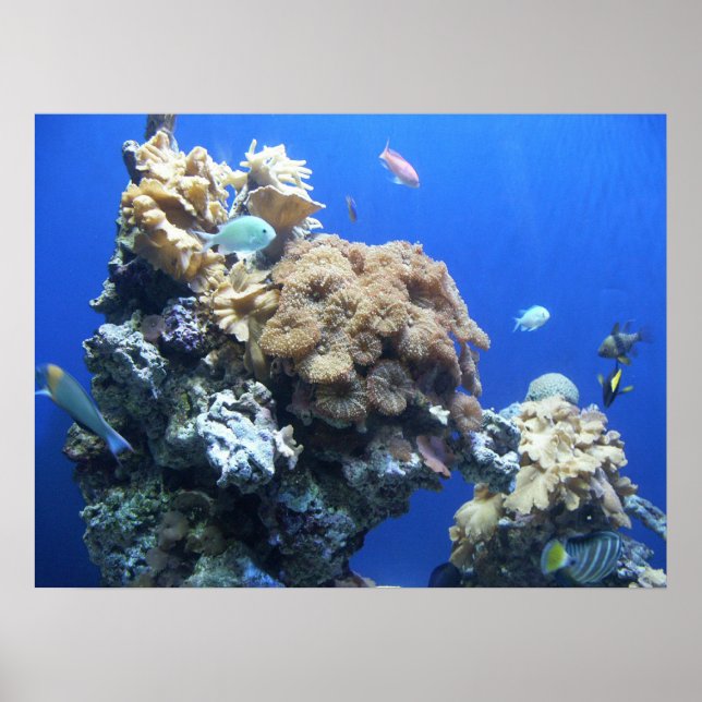 Affiche Sous la mer (Devant)