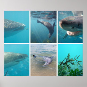 Affiche Sous la mer Océan Vie Animaux Australie